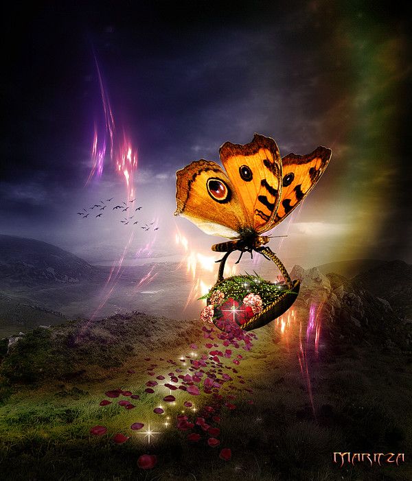 joli papillon